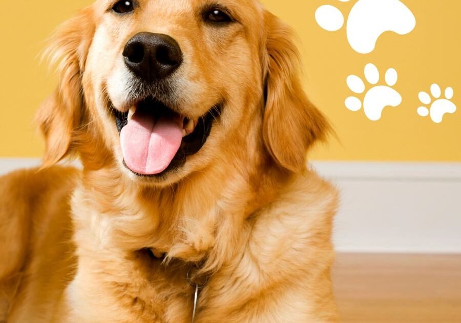 ddbfd0ca-0aba-4ba9-a3b2-0f0abd032d45